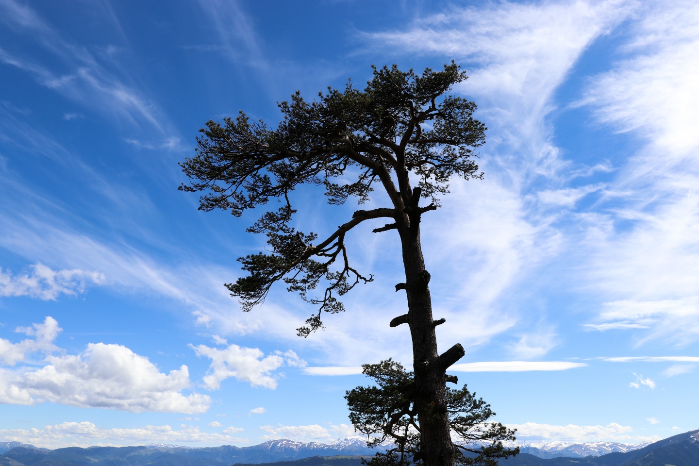Gümüşhaneli dağcılardan bulutların üzerinde yürüyüş 9