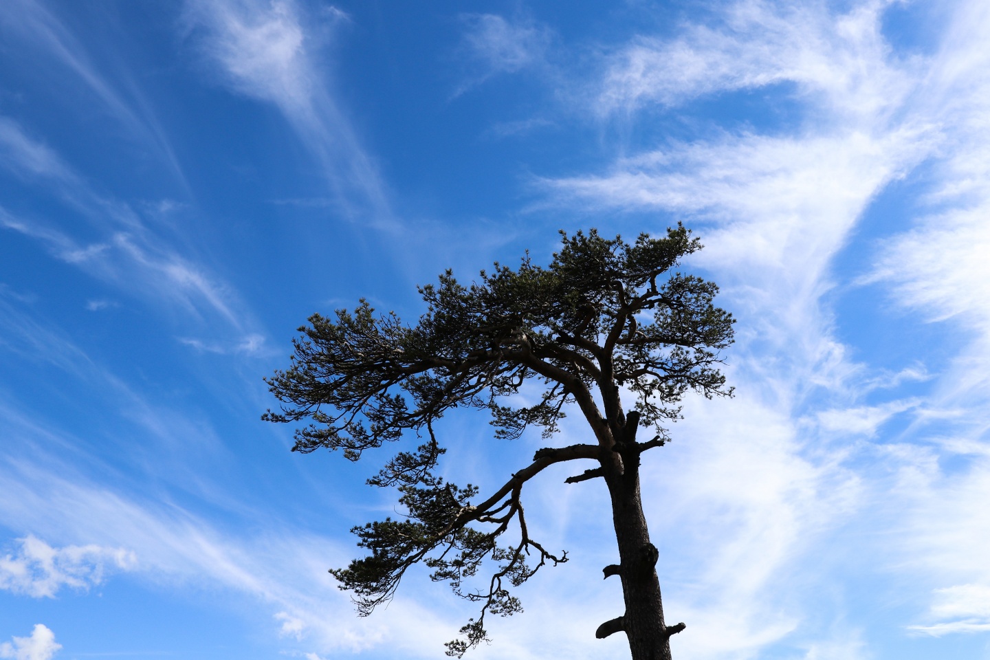 Gümüşhaneli dağcılardan bulutların üzerinde yürüyüş 58