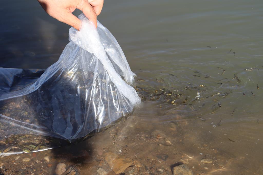 Sadak Barajına 120 bin sazan yavrusu bırakıldı 11