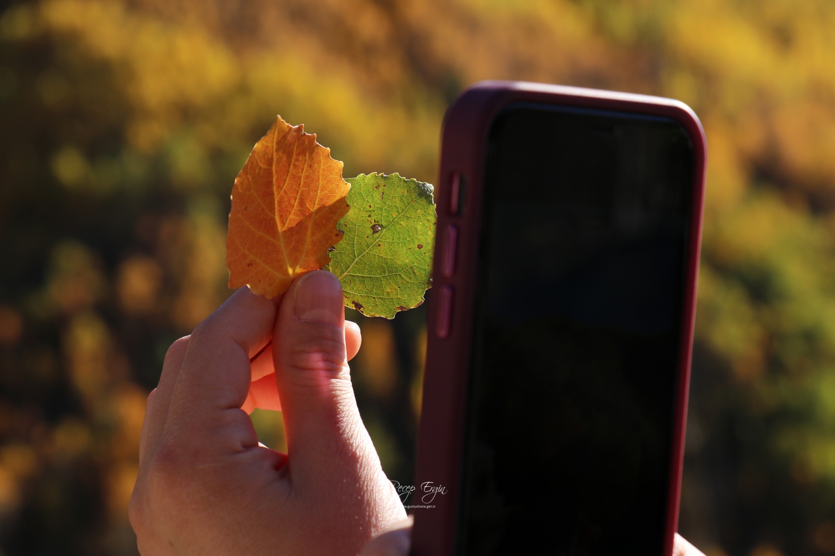 Gümüşhane dağları sonbaharın büyüleyici renkleriyle bezendi 1