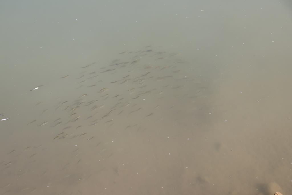 Sadak Barajına 120 bin sazan yavrusu bırakıldı 7