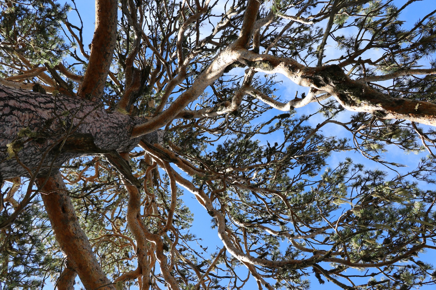 Gümüşhaneli dağcılardan bulutların üzerinde yürüyüş 68