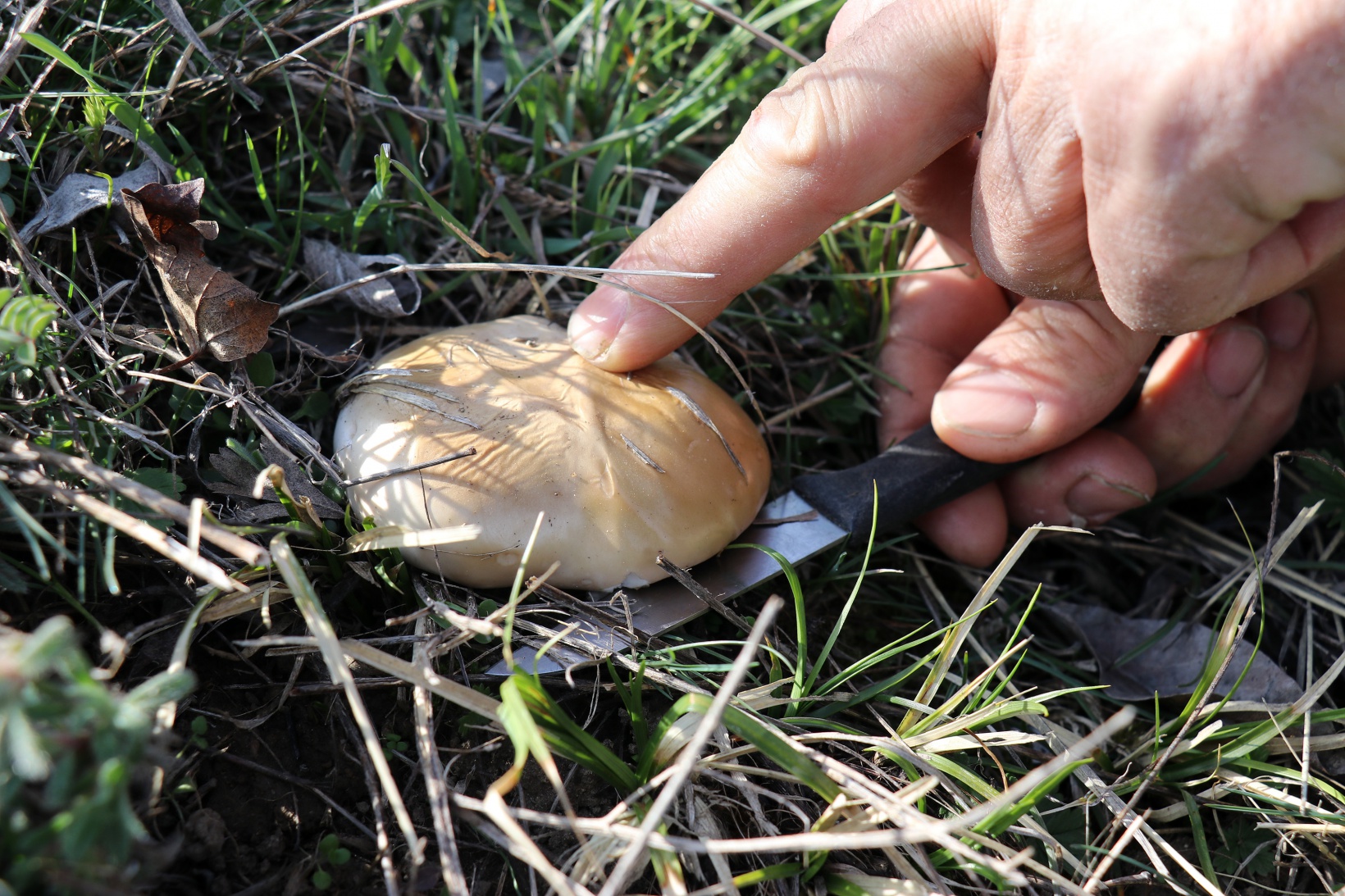 Gümüşhane’de mantar sezonu başladı... Zehirli mantara dikkat 3