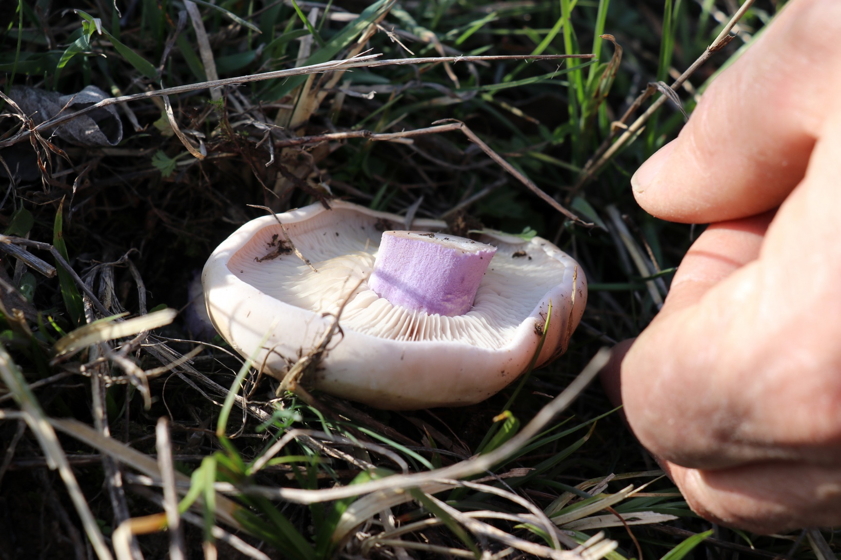 Gümüşhane’de mantar sezonu başladı... Zehirli mantara dikkat 2
