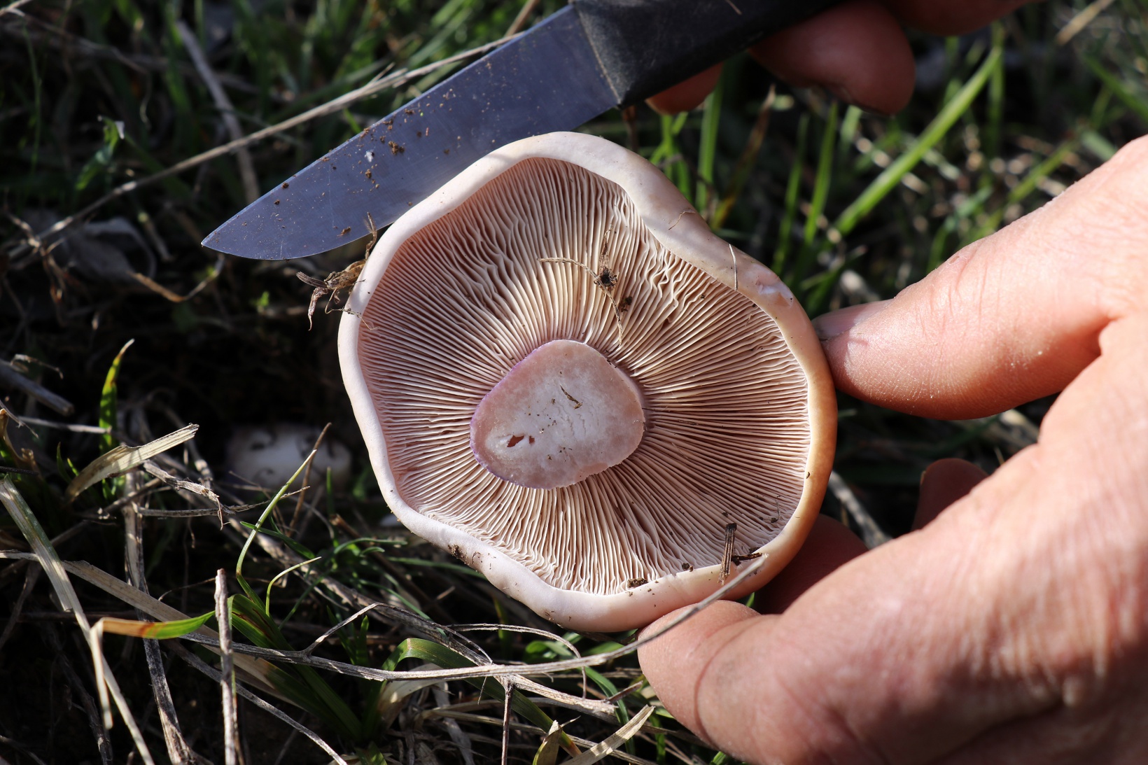 Gümüşhane’de mantar sezonu başladı... Zehirli mantara dikkat 4