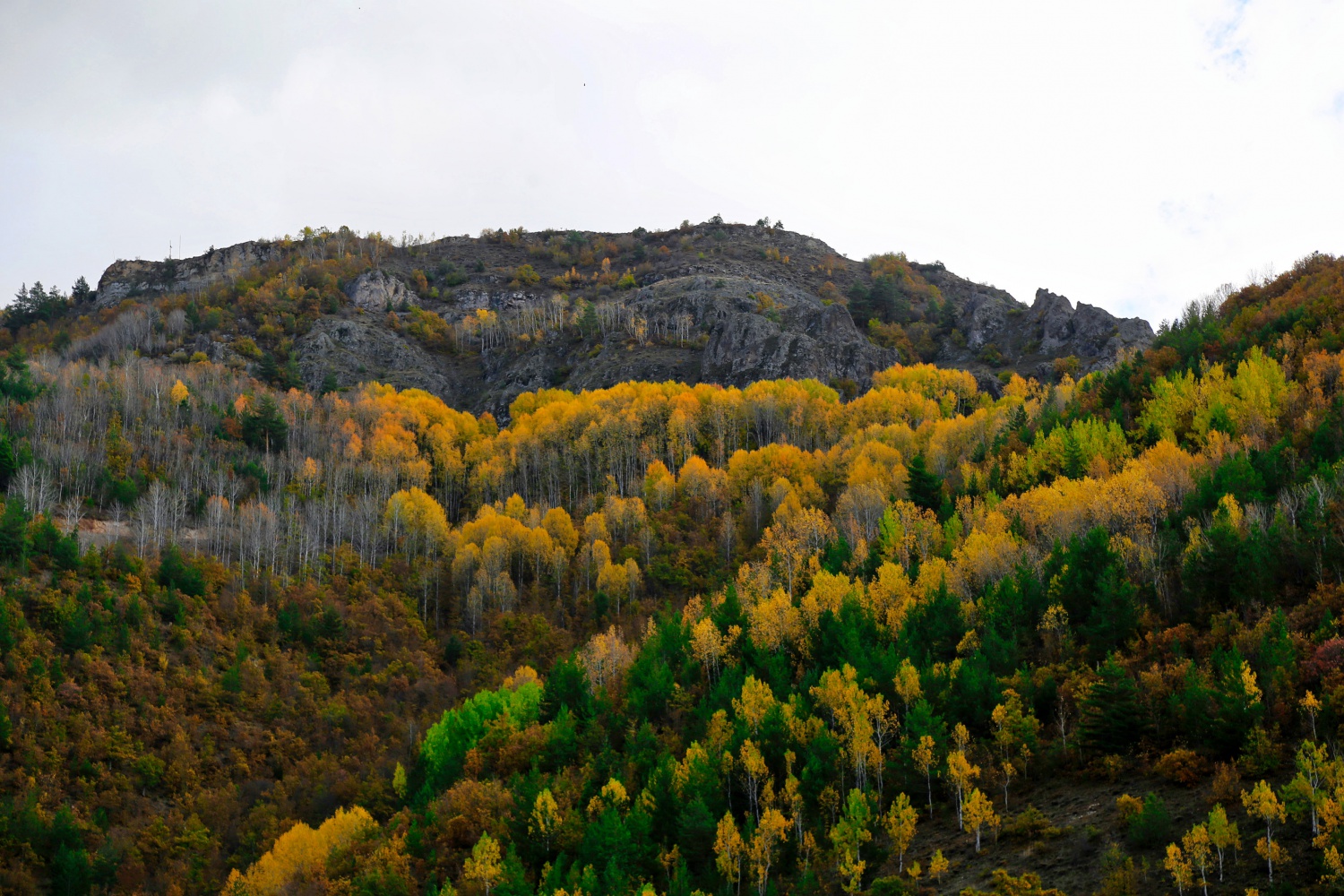 Gümüş şehir altın rengine büründü 2