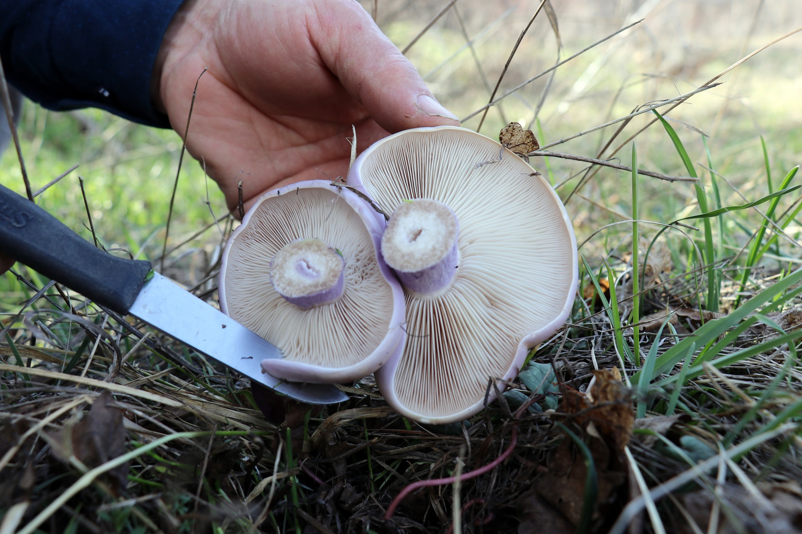 Gümüşhane’de mantar sezonu başladı... Zehirli mantara dikkat 7