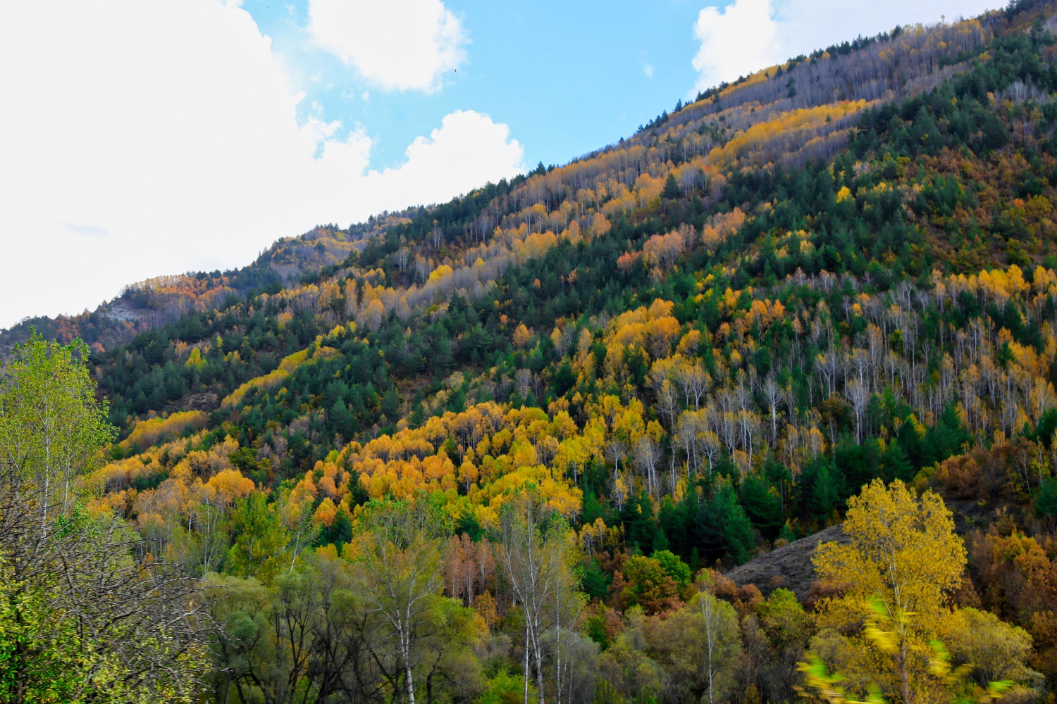 Gümüş şehir altın rengine büründü 3