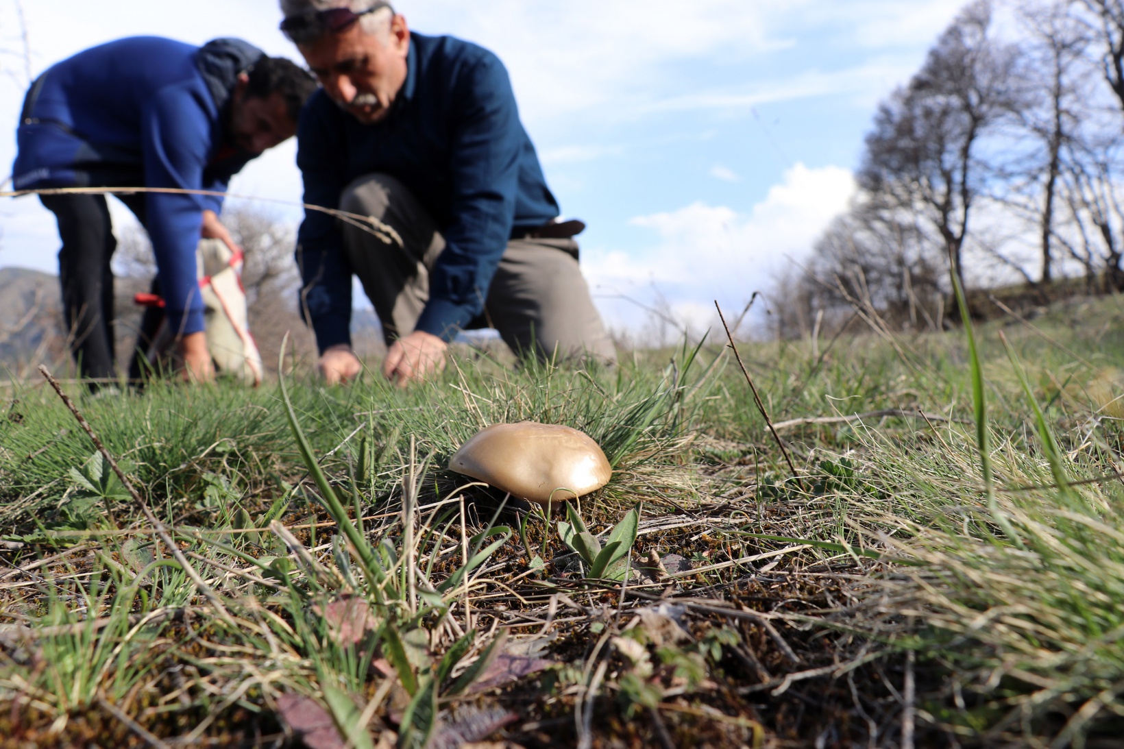 Gümüşhane’de mantar sezonu başladı... Zehirli mantara dikkat 13