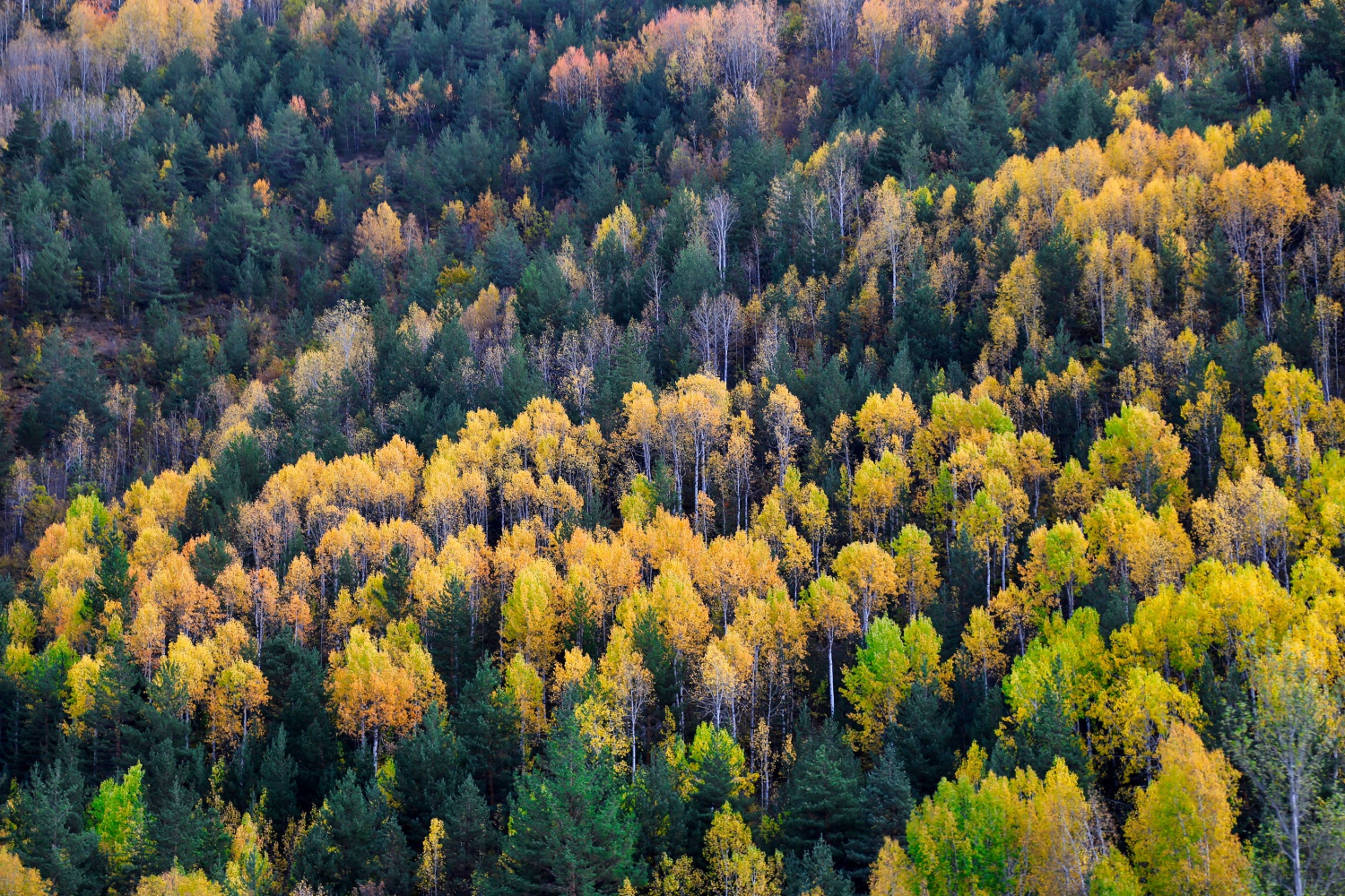 Gümüş şehir altın rengine büründü 9