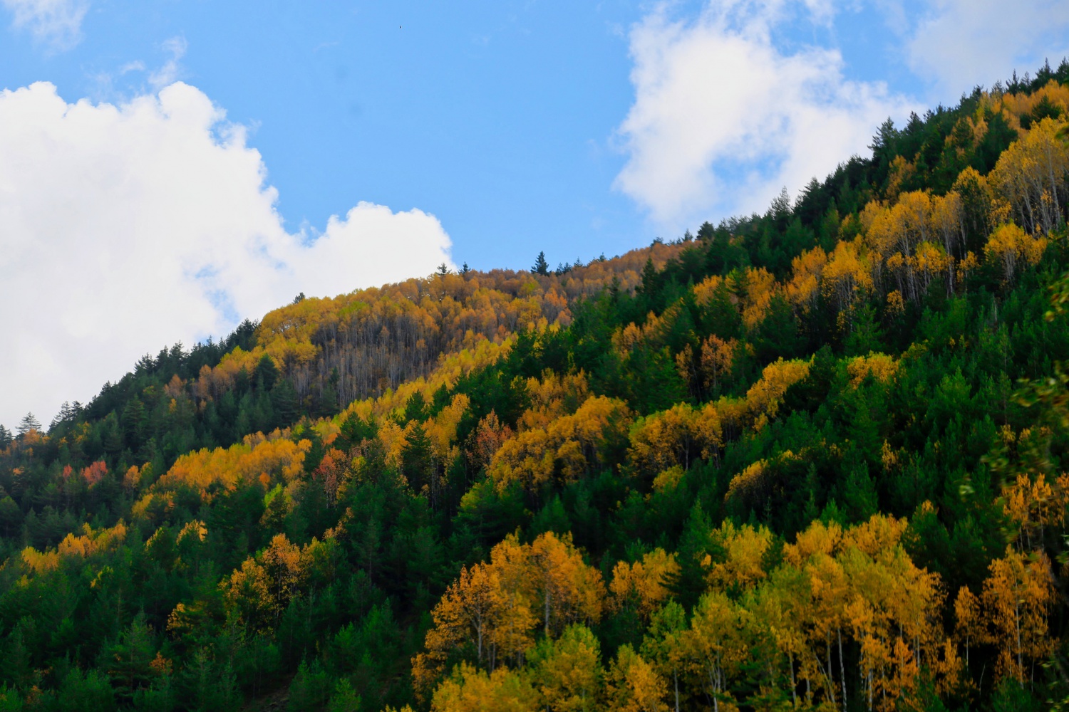 Gümüş şehir altın rengine büründü 10
