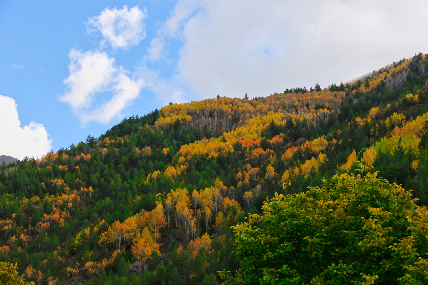 Gümüş şehir altın rengine büründü 11