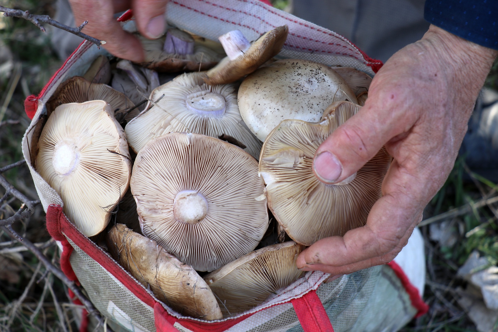 Gümüşhane’de mantar sezonu başladı... Zehirli mantara dikkat 5