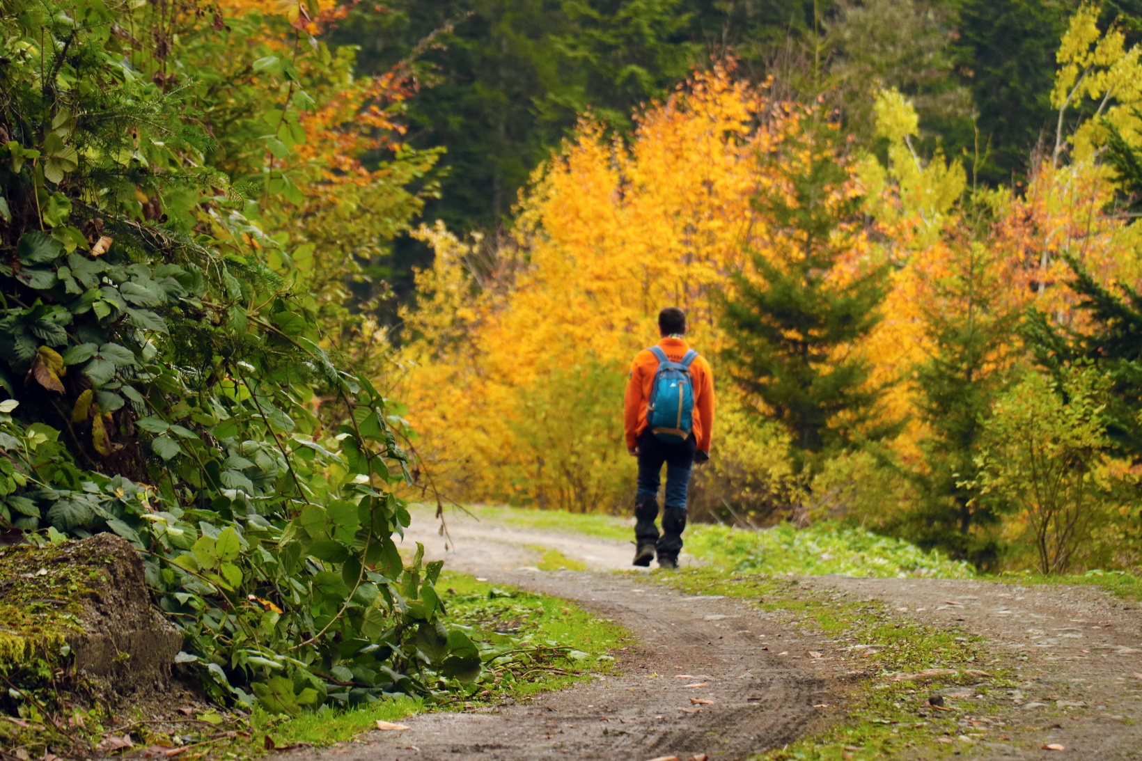 Gümüşhane'de sonbahar tüm ihtişamıyla devam ediyor 7