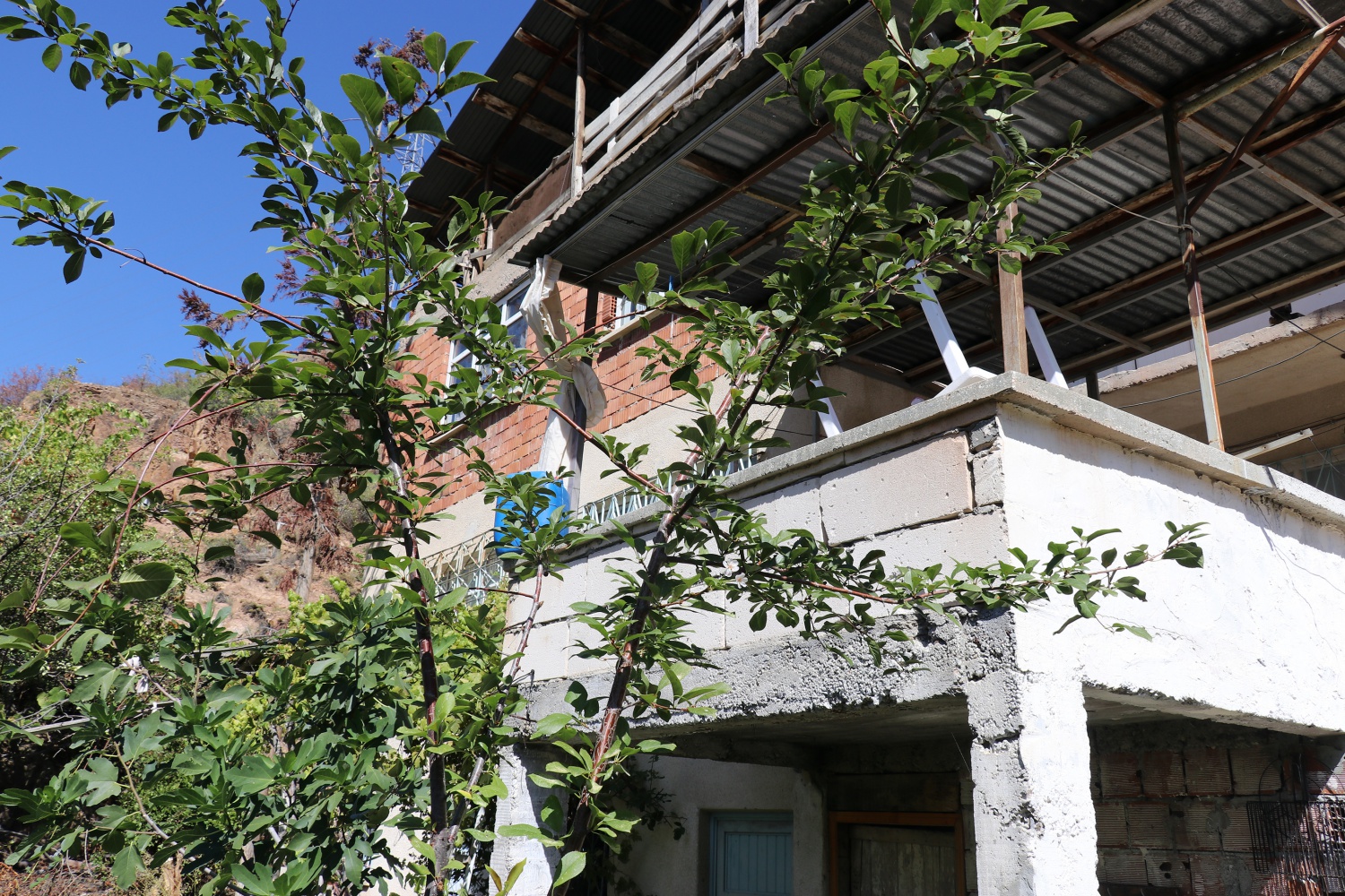 İklimi şaşıran vişne ağacı sonbaharda çiçek açtı 4