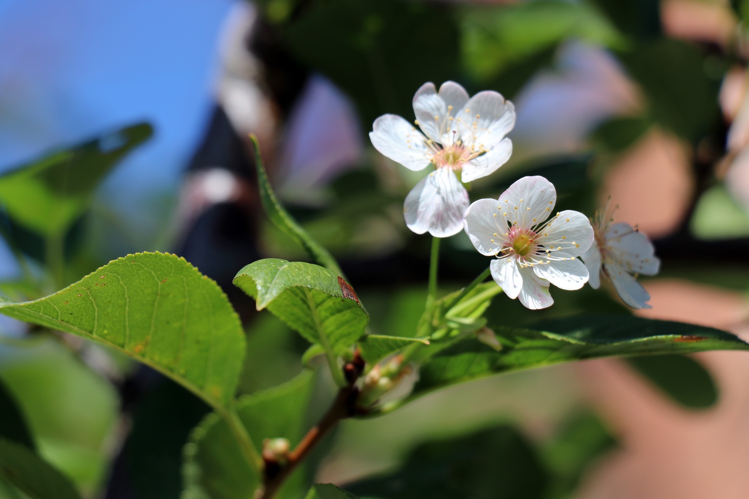 İklimi şaşıran vişne ağacı sonbaharda çiçek açtı 7