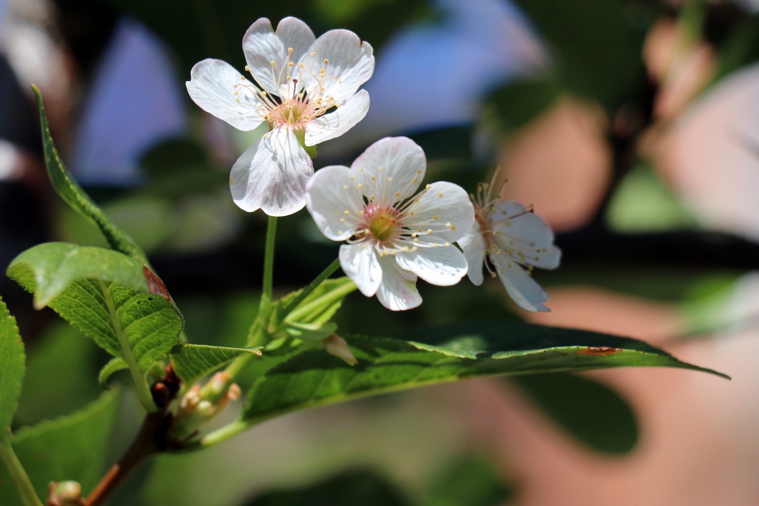 İklimi şaşıran vişne ağacı sonbaharda çiçek açtı 1