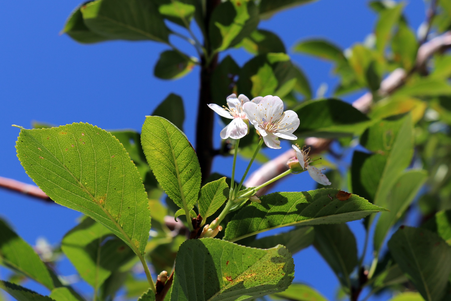 İklimi şaşıran vişne ağacı sonbaharda çiçek açtı 6