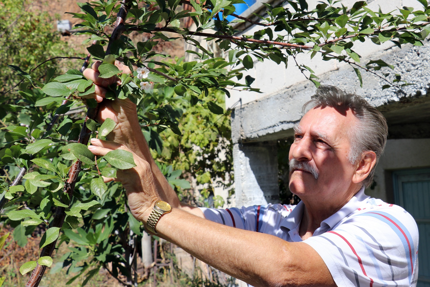İklimi şaşıran vişne ağacı sonbaharda çiçek açtı 5