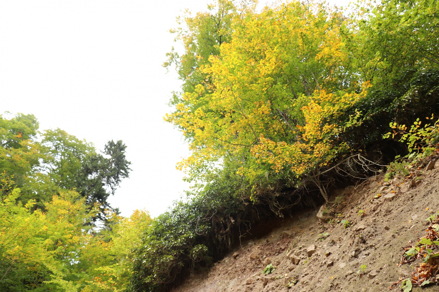 Gümüş şehir ‘Altın’ rengine büründü, dağcılar fırsatı kaçırmadı 23