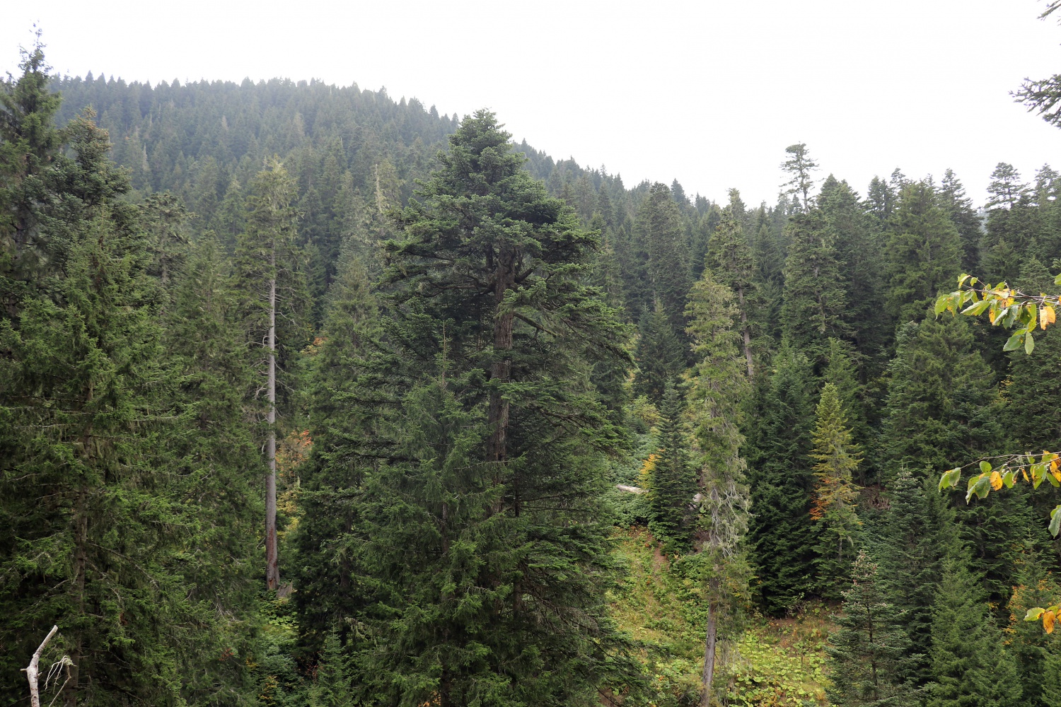 Gümüş şehir ‘Altın’ rengine büründü, dağcılar fırsatı kaçırmadı 35