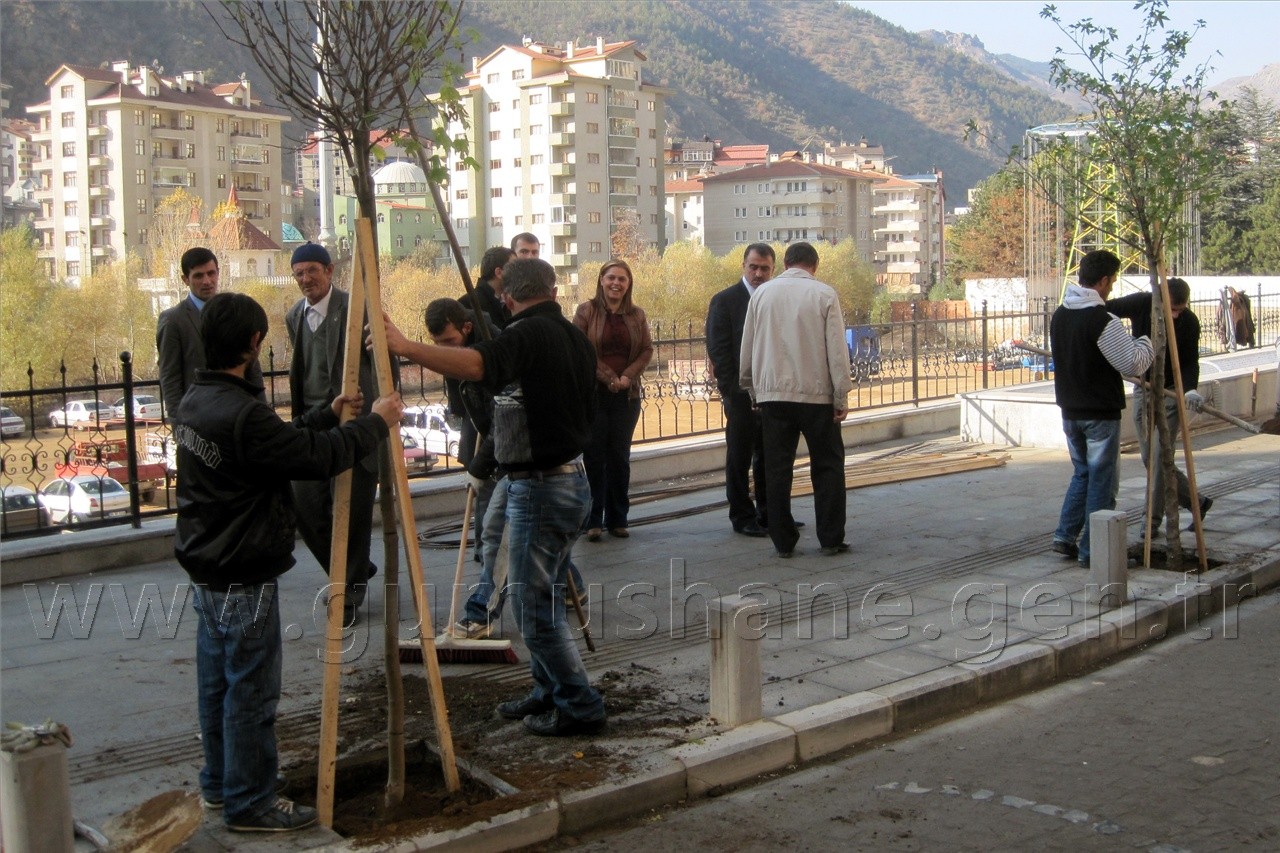 Gümüşhane'de Caddeler Ağaçlandırılıyor 2