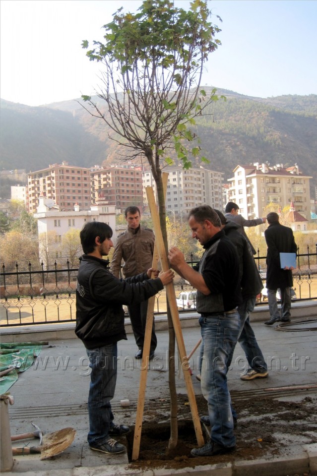 Gümüşhane'de Caddeler Ağaçlandırılıyor 3