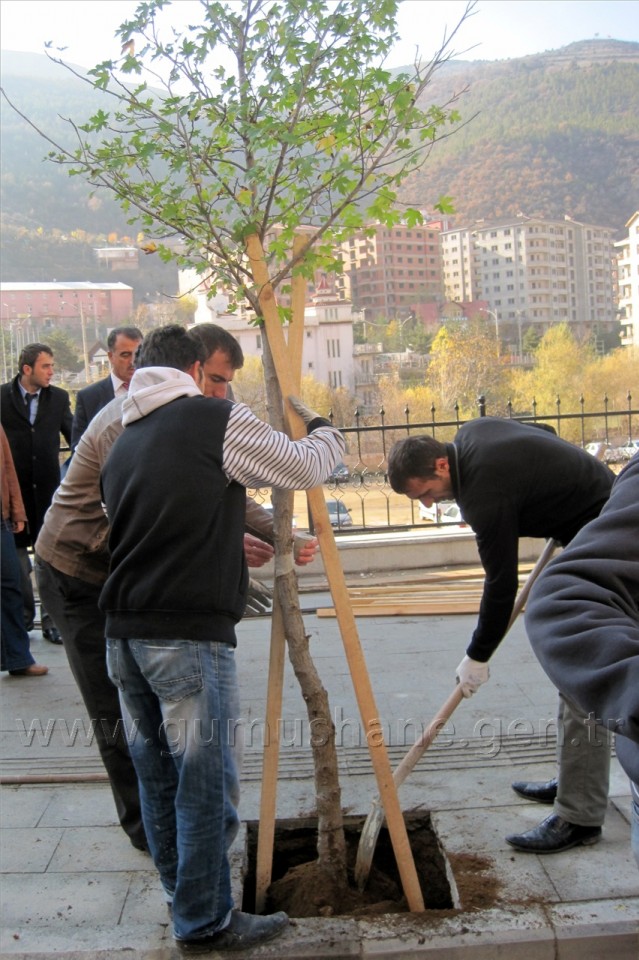 Gümüşhane'de Caddeler Ağaçlandırılıyor 4