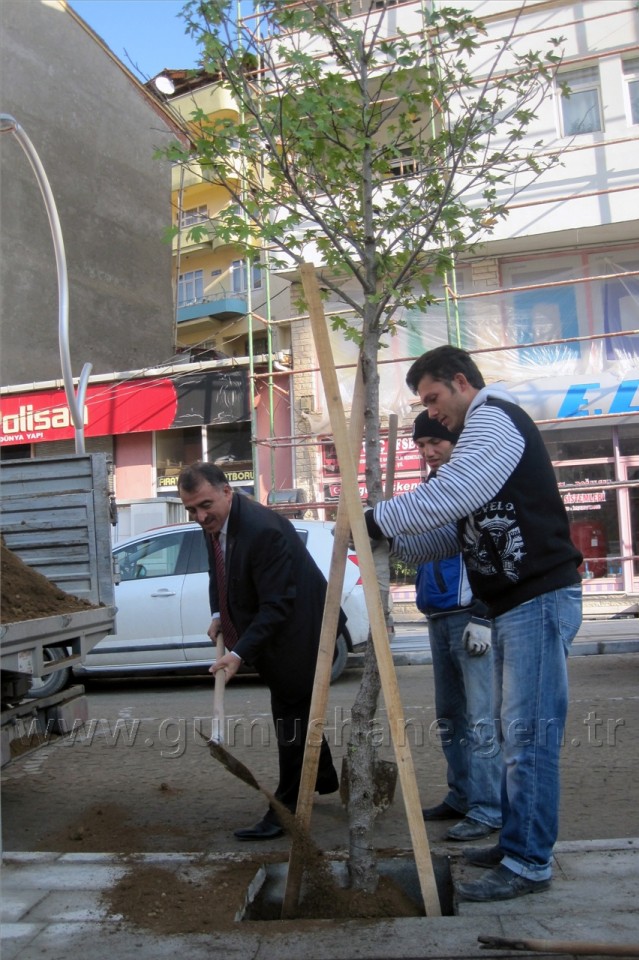 Gümüşhane'de Caddeler Ağaçlandırılıyor 5