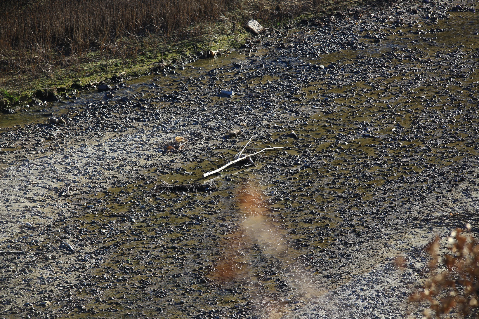 Torul Baraj gölü 45 metre çekildi 9