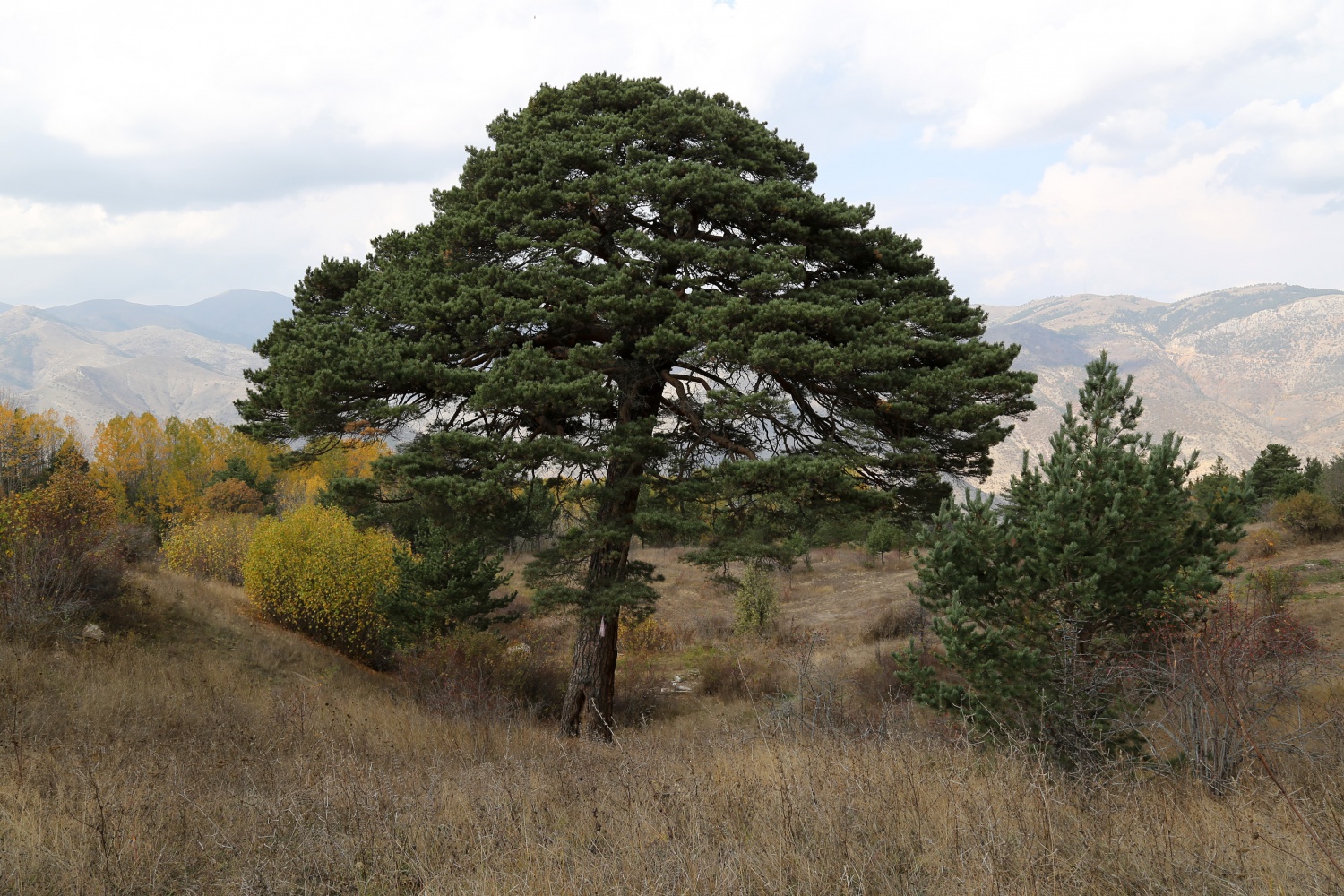 Dev çam ağacı hem boyutu hem de hikayesi ile dikkat çekiyor 1