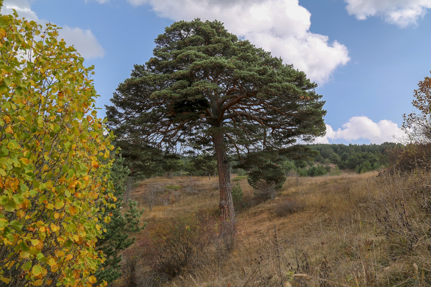 Dev çam ağacı hem boyutu hem de hikayesi ile dikkat çekiyor 3