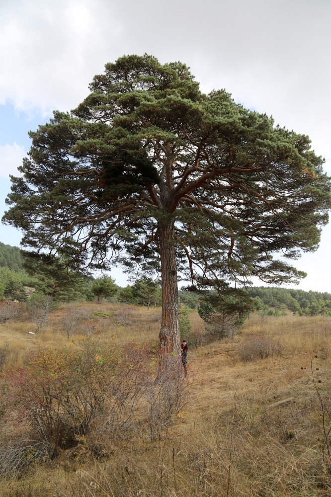 Dev çam ağacı hem boyutu hem de hikayesi ile dikkat çekiyor 5
