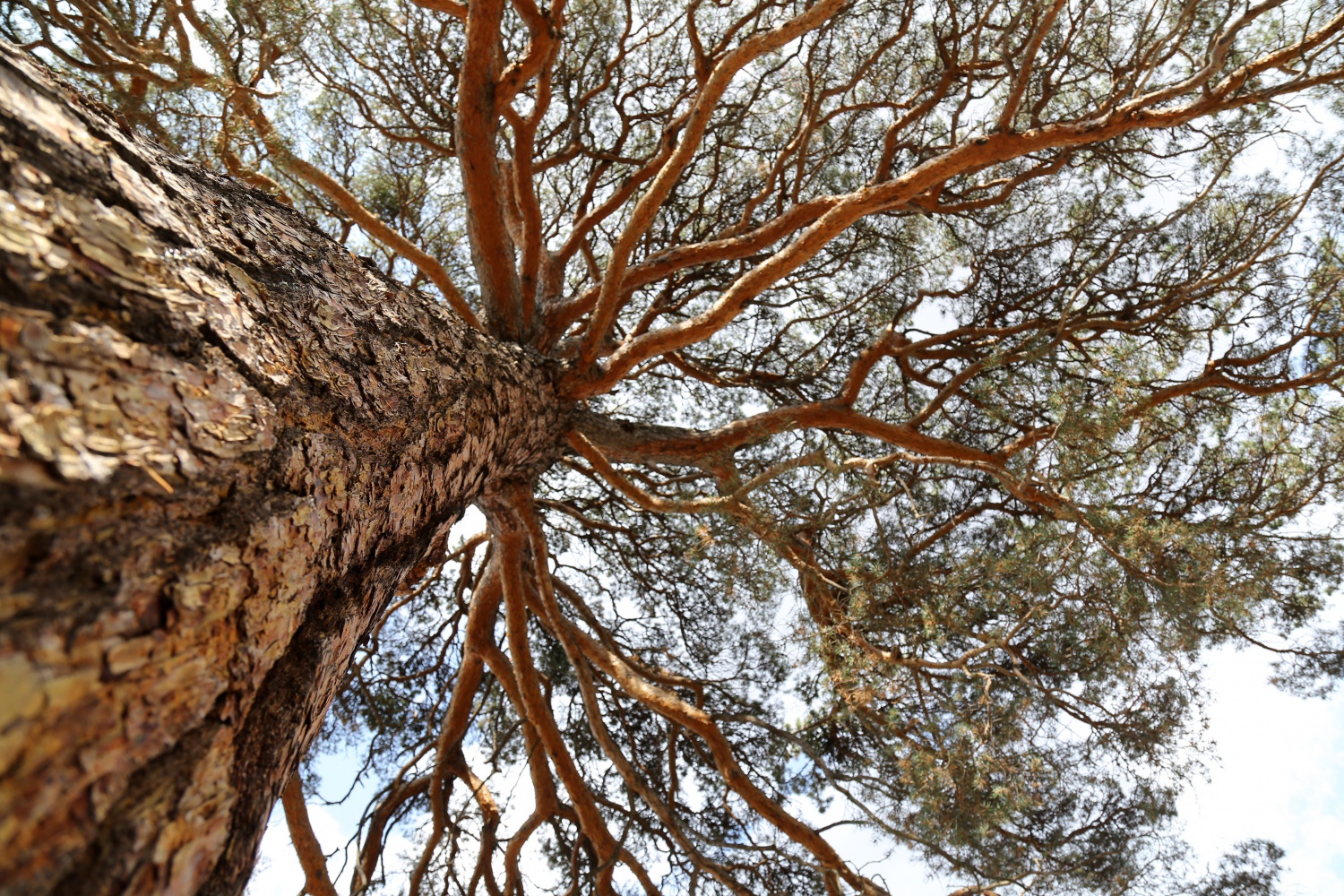 Dev çam ağacı hem boyutu hem de hikayesi ile dikkat çekiyor 4