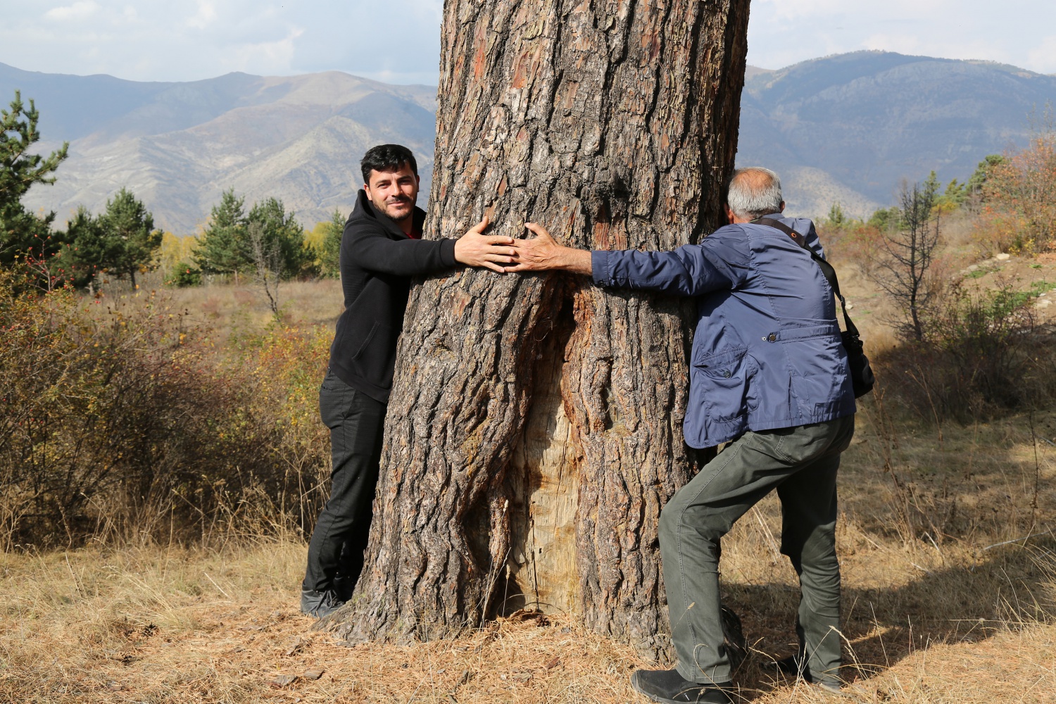Dev çam ağacı hem boyutu hem de hikayesi ile dikkat çekiyor 2
