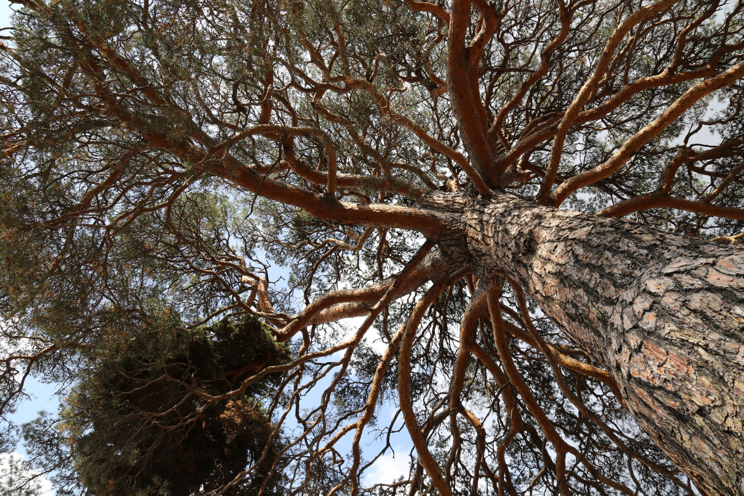 Dev çam ağacı hem boyutu hem de hikayesi ile dikkat çekiyor 11
