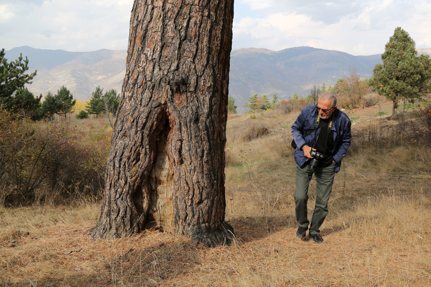 Dev çam ağacı hem boyutu hem de hikayesi ile dikkat çekiyor 6