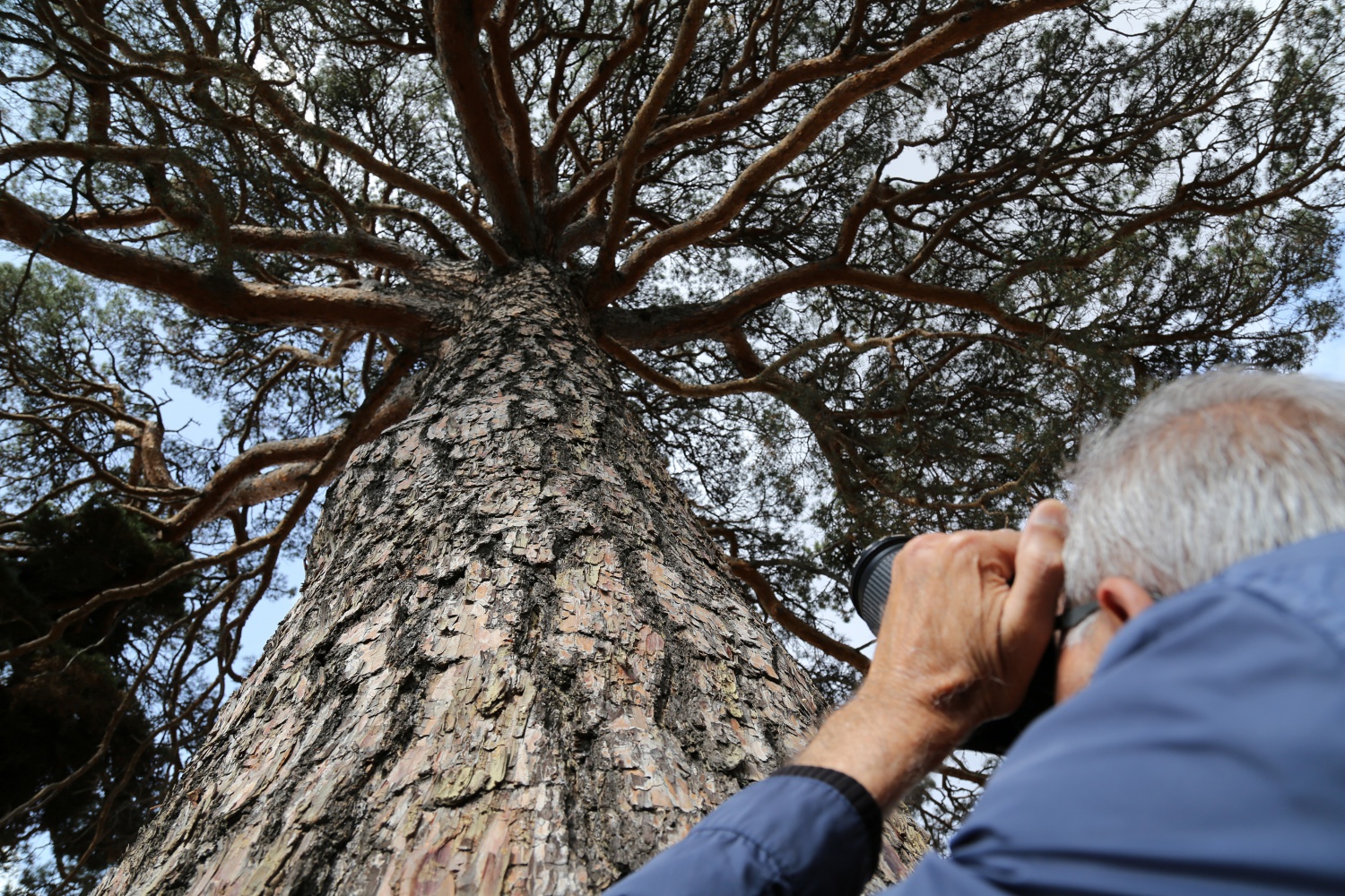 Dev çam ağacı hem boyutu hem de hikayesi ile dikkat çekiyor 7