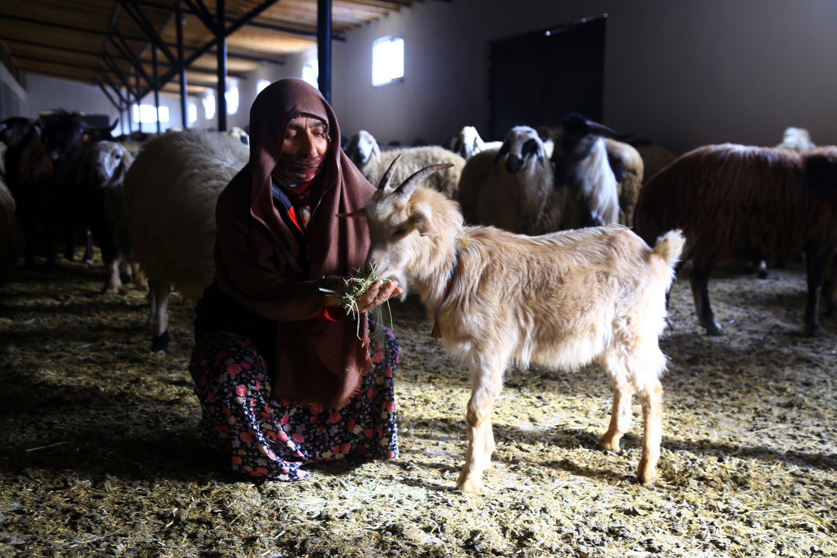 Gümüşhaneli kadınlar bileziklerini bozdurup hayvancılığa yatırım yaptı 12