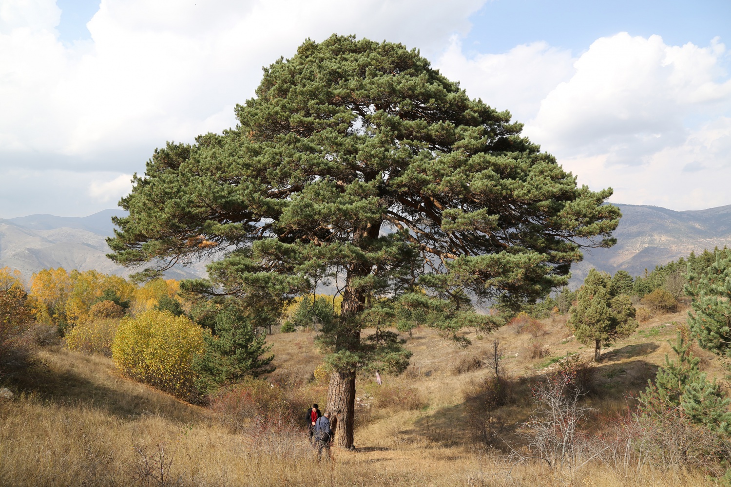 Dev çam ağacı hem boyutu hem de hikayesi ile dikkat çekiyor 13