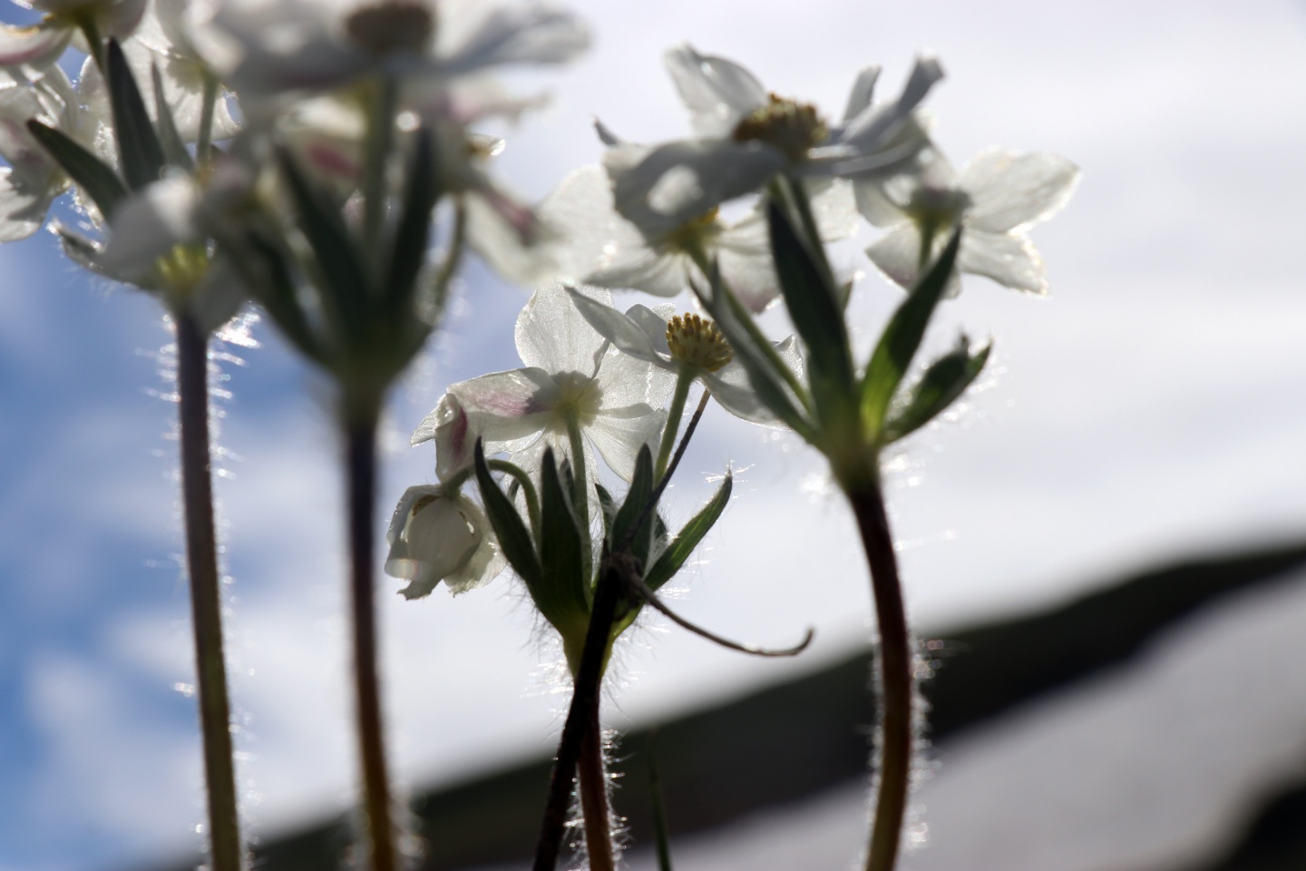 Yılın en sıradışı iftar programı Gümüşhane’den 28