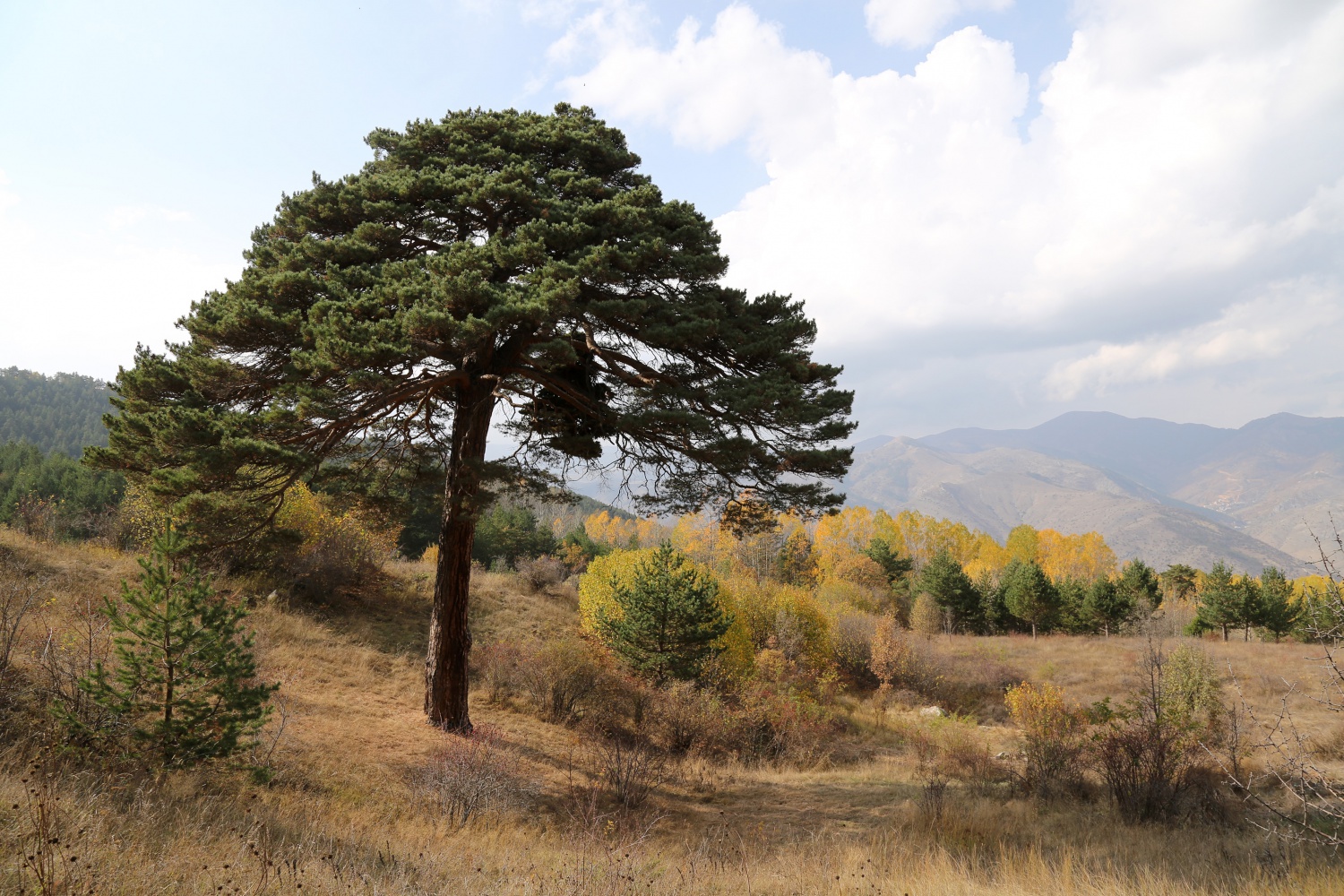 Dev çam ağacı hem boyutu hem de hikayesi ile dikkat çekiyor 8