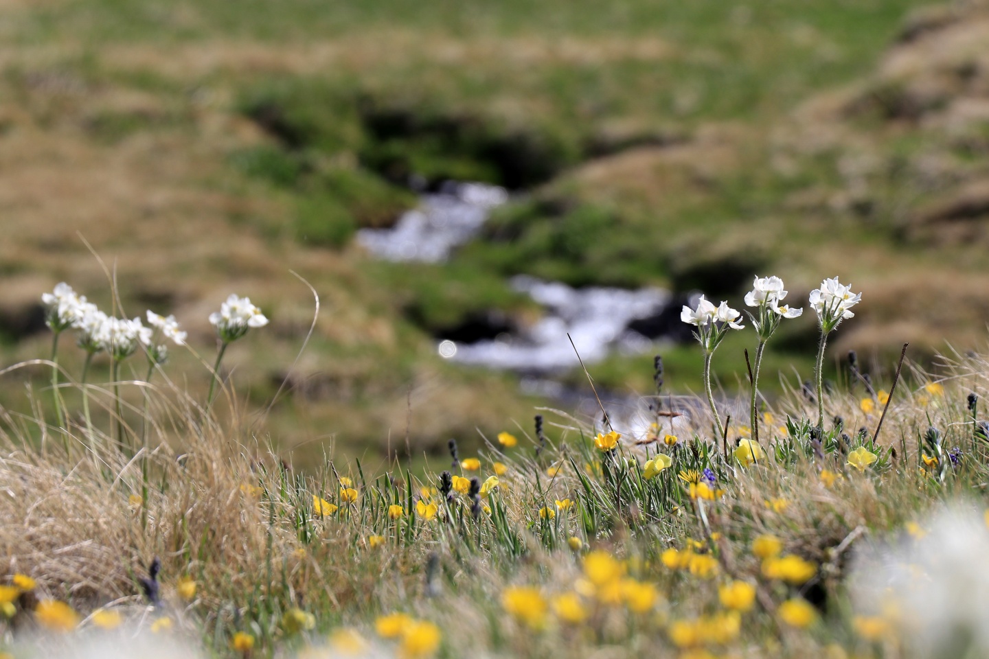 Yılın en sıradışı iftar programı Gümüşhane’den 42