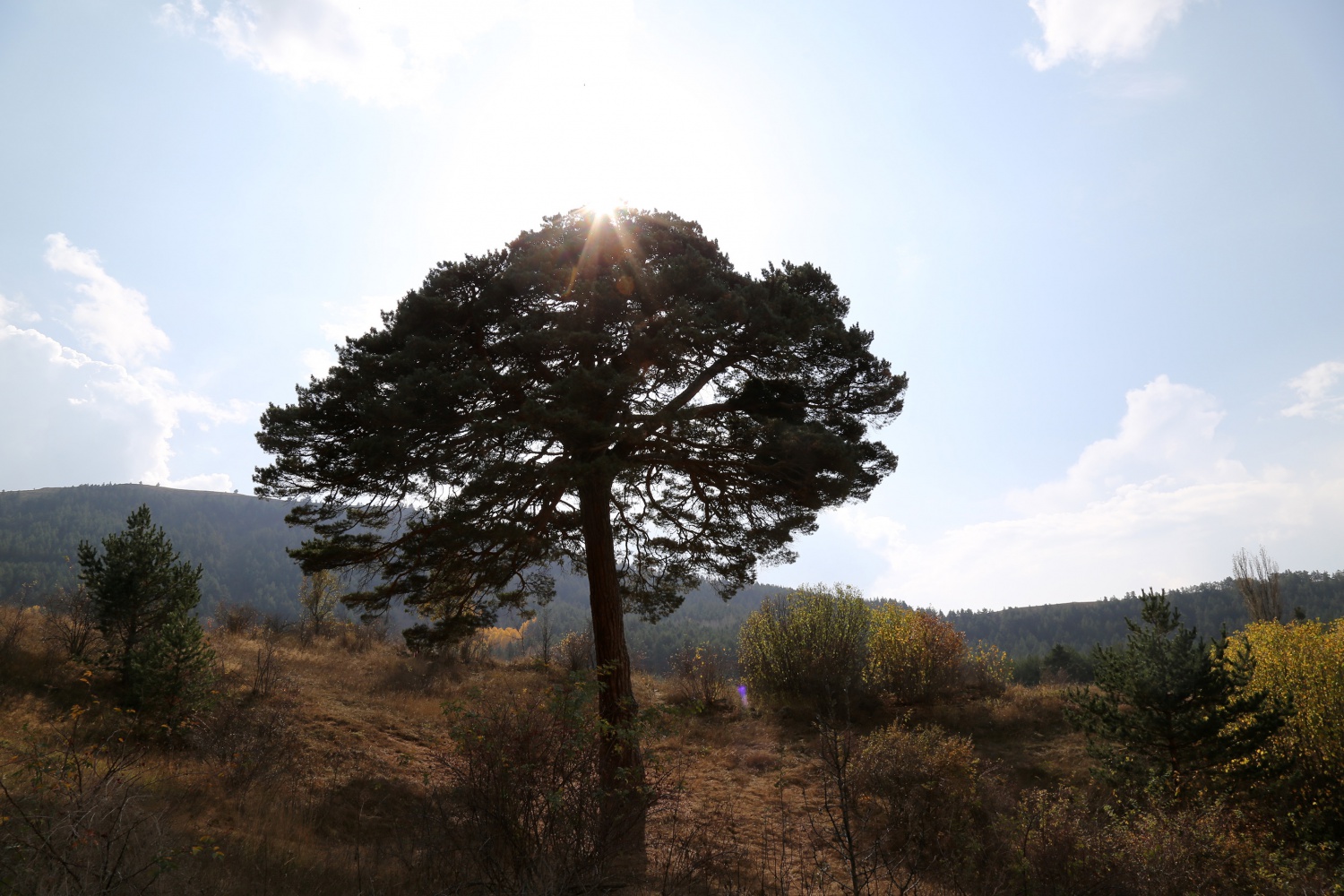 Dev çam ağacı hem boyutu hem de hikayesi ile dikkat çekiyor 9