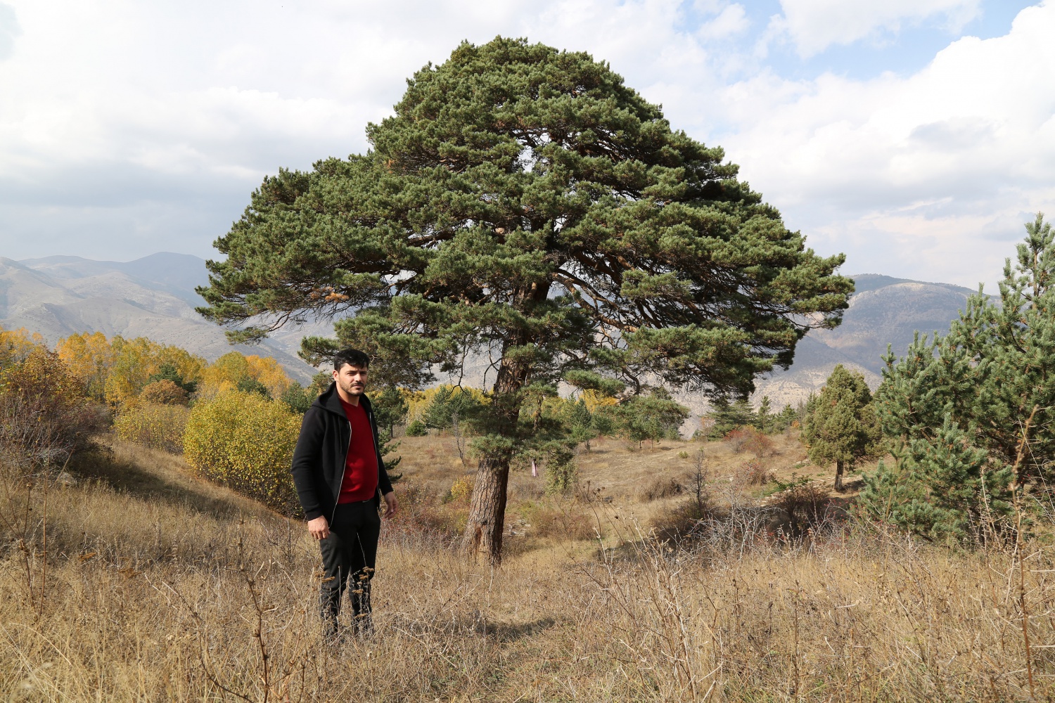 Dev çam ağacı hem boyutu hem de hikayesi ile dikkat çekiyor 12