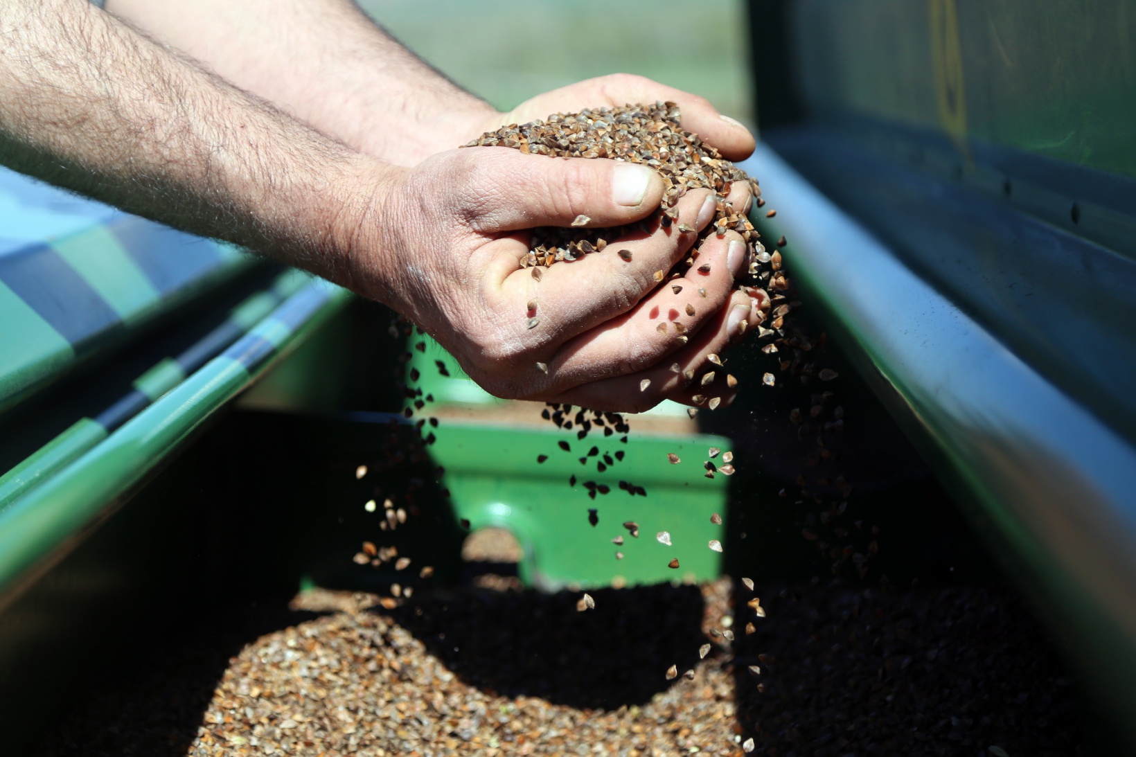Gümüşhane’de karabuğday çiftçilerin umudu oldu 1