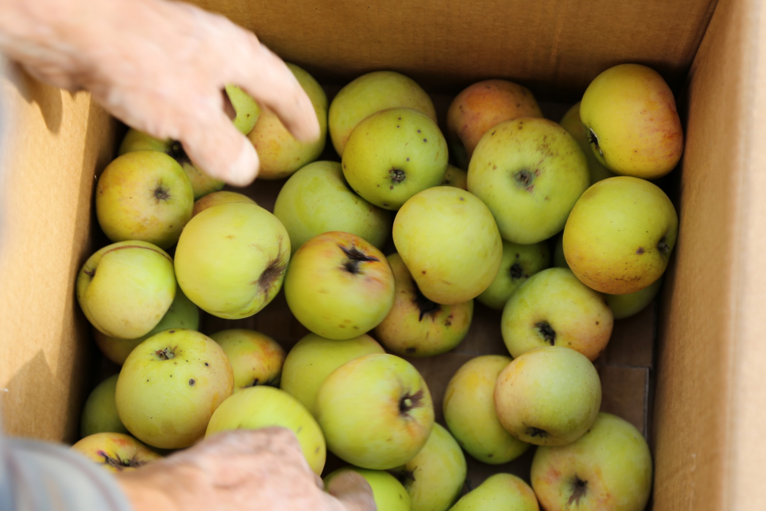 Adı da tadı da özel olan 'Göbek' elmasında hasat zamanı 2