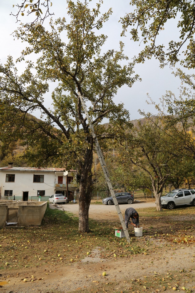 Adı da tadı da özel olan 'Göbek' elmasında hasat zamanı 9