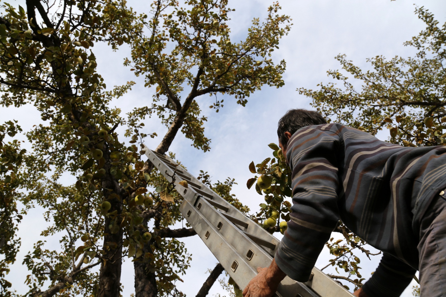 Adı da tadı da özel olan 'Göbek' elmasında hasat zamanı 6