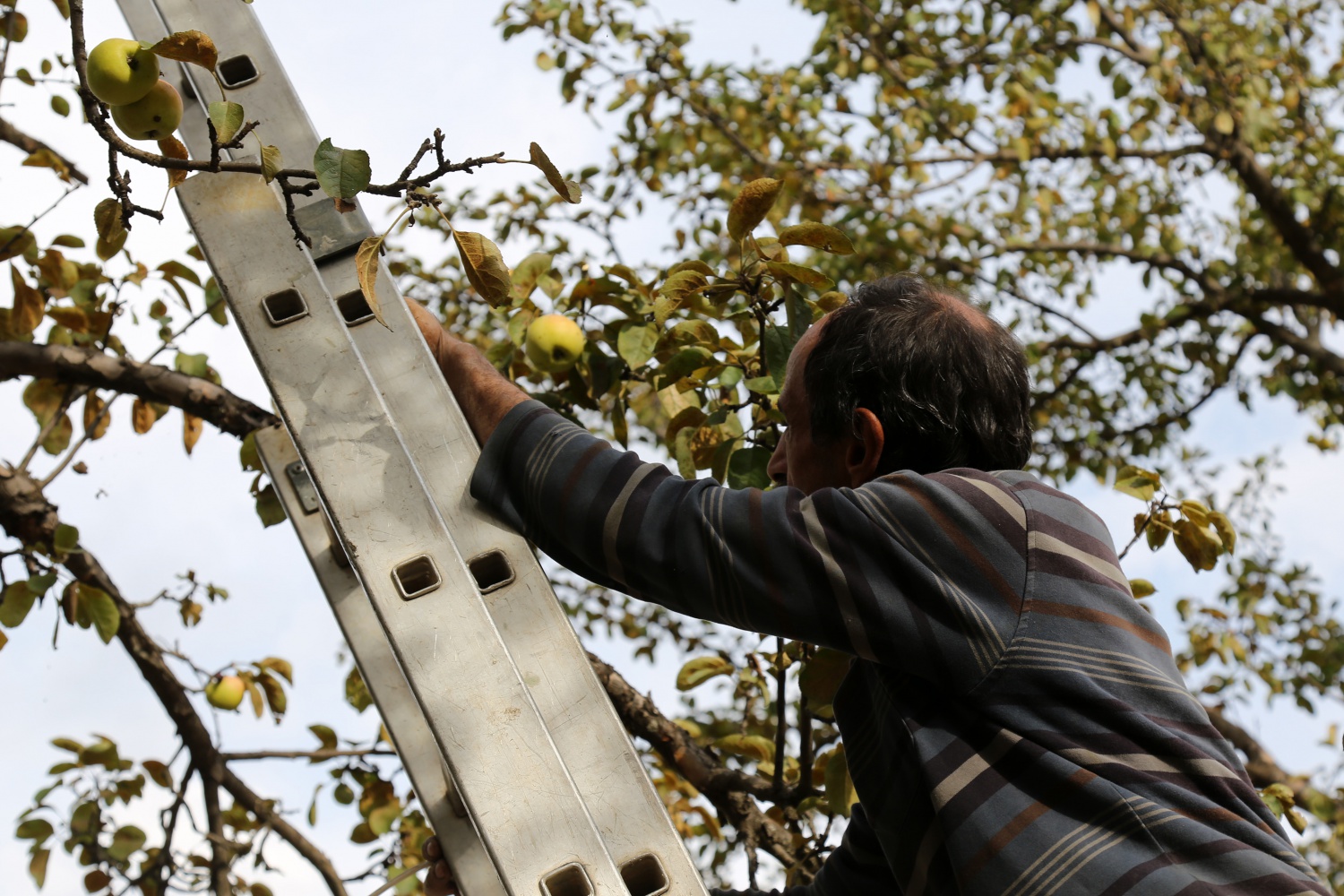 Adı da tadı da özel olan 'Göbek' elmasında hasat zamanı 1